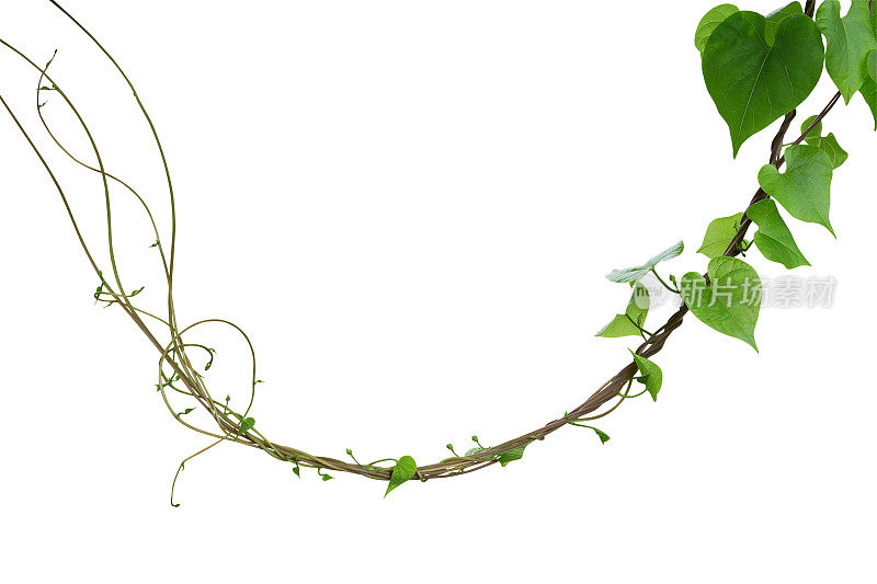 心状的绿色植物叶子朦胧牵牛花(Ipomoea obscura)攀缘藤本植物孤立在白色背景，包括修剪路径。